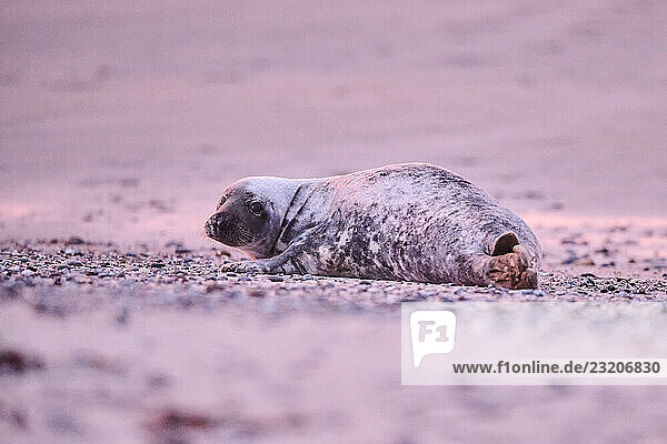 Kegelrobbe (Halichoerus grypus) am Strand liegend bei Sonnenuntergang  Düne  Helgoland  Schleswig-Holstein  Deutschland