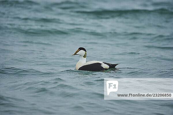Eiderentenmännchen (Somateria mollissima) schwimmt im Meer  Düne  Helgoland  Schleswig-Holstein  Deutschland