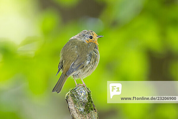 Rotkehlchen (Erithacus rubecula) sitzt auf einem Ast  Bayern  Deutschland  Europa