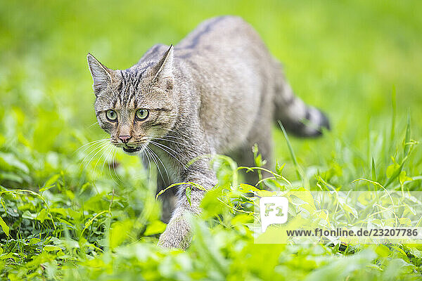 Europäische Wildkatze (Felis silvestris silvestris) auf einer Wiese  Hessen  Deutschland  Europa