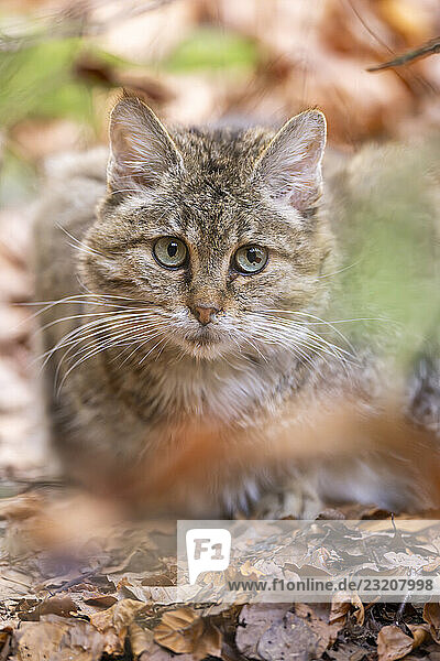 Europäische Wildkatze (Felis silvestris silvestris) in einem Wald im Herbst  Porträt  Bayern  Deutschland  Europa