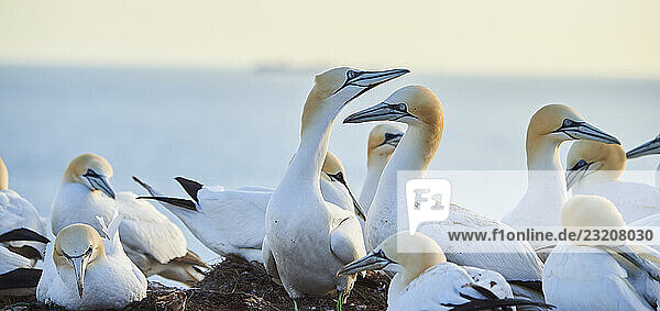 Basstölpel (Morus bassanus) grüßen sich gegenseitig mit ihren Schnäbeln in der Kolonie  bei Sonnenuntergang  Tierwelt  Helgoland  Deutschland  Europa