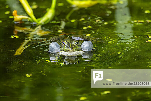 Speisefrosch (Pelophylax esculentus) schwimmt in einem kleinen See in der Paarungszeit und macht Luftblasen  Bayern  Deutschland  Europa
