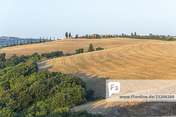 Typische toskanische Landschaft im Val d Orcia mit Hügeln  Bäumen  Feldern  Bauernhäusern und Zypressen bei Sonnenaufgang im Sommer  Toskana  Italien  Europa