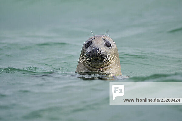 Kegelrobbe (Halichoerus grypus) schaut beim Schwimmen im Meer aus dem Wasser  Düne  Helgoland  Schleswig-Holstein  Deutschland
