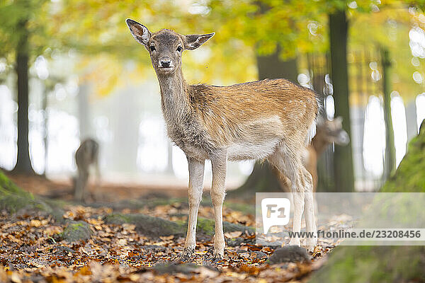 Europäisches Damhirschkalb an einem nebligen Herbsttag in einem Wald  Bayern  Deutschland  Europa