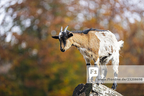 Hausziege (Capra hircus) im Herbst im Wald stehend  Bayern  Deutschland  Europa