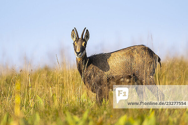 Gämse (Rupicapra rupicapra) auf einer Wiese in den Vogesen  Wildtiere  Frankreich