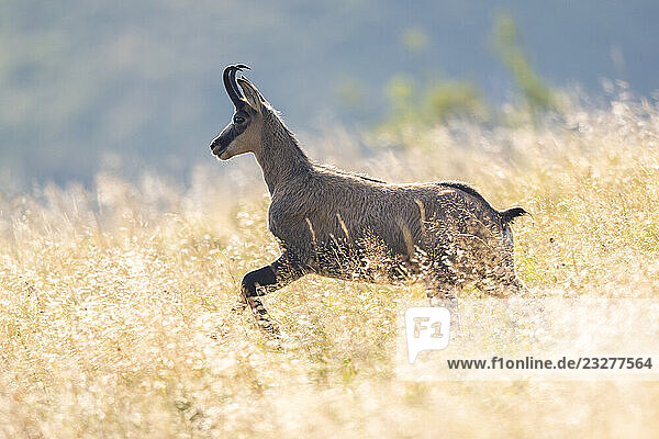 Gämse (Rupicapra rupicapra) auf einer Wiese in den Vogesen  Wildtiere  Frankreich