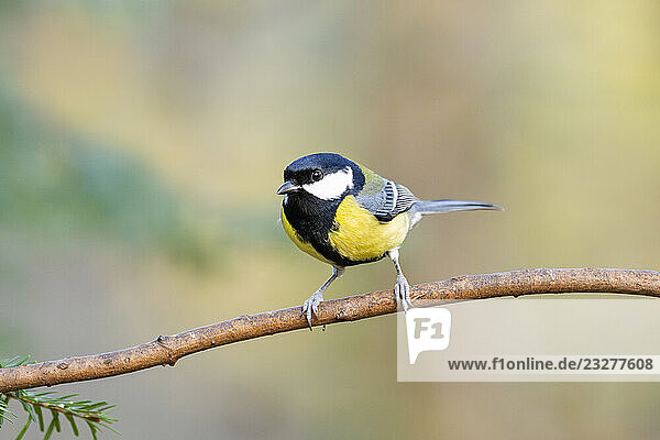 Kohlmeise (Parus major) auf einem Ast sitzend in einem Wald  Bayern  Deutschland  Europa