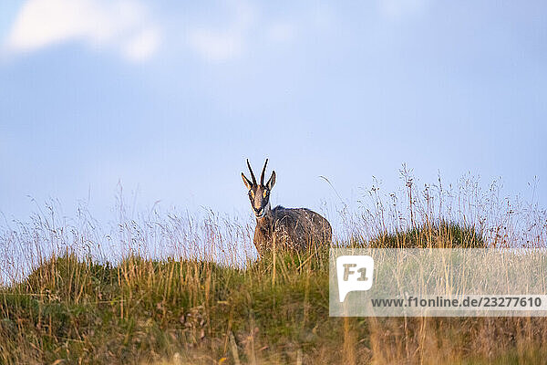 Gämse (Rupicapra rupicapra) auf einer Wiese in den Vogesen  Wildtiere  Frankreich
