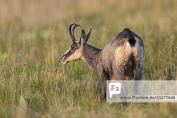 Gämse (Rupicapra rupicapra) auf einer Wiese in den Vogesen  Wildtiere  Frankreich
