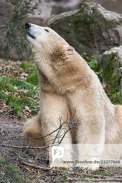 Eisbär (Ursus maritimus)  Nahaufnahme  in Gefangenschaft  Deutschland  Europa