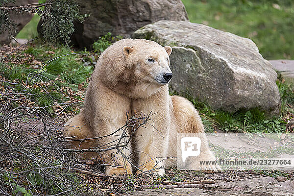 Eisbär (Ursus maritimus)  Nahaufnahme  in Gefangenschaft  Deutschland  Europa