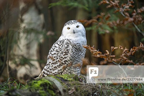 Schneeeule (Bubo scandiacus) auf dem Boden sitzend  Bayern  Deutschland  Europa