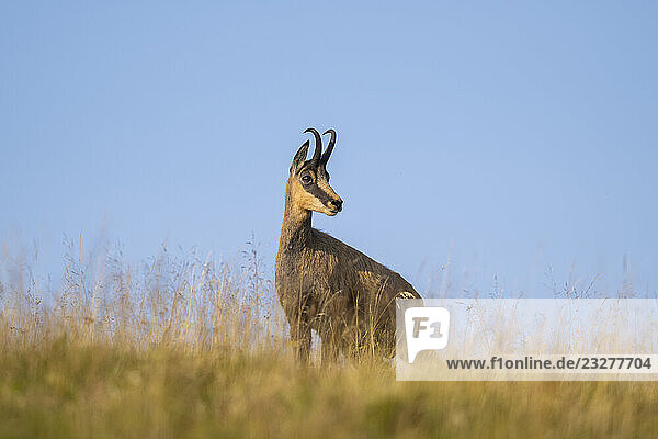 Gämse (Rupicapra rupicapra) auf einer Wiese in den Vogesen  Wildtiere  Frankreich