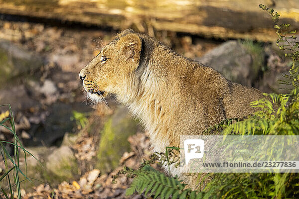 Asiatischer Löwe (Panthera leo persica) in einem Wald an einem sonnigen Tag