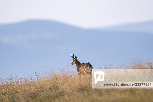 Gämse (Rupicapra rupicapra) auf einer Wiese in den Vogesen  Wildtiere  Frankreich