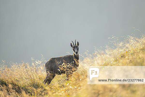 Gämse (Rupicapra rupicapra) auf einer Wiese in den Vogesen  Wildtiere  Frankreich