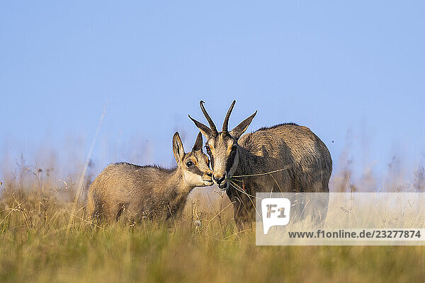 Gämsmutter (Rupicapra rupicapra) mit ihrem Jungtier auf einer Wiese in den Vogesen  Wildtiere  Frankreich